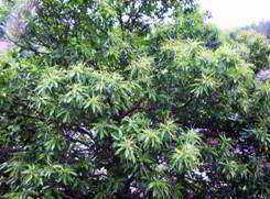 arbol casta&ntilde;ero con casta&ntilde;as