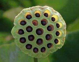 flor con larvas de mariposa