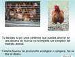 Power point, pps, gratis. &iquest;Qu&eacute; huevos comemos?