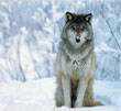 Power point, pps, gratis. Bailando con Lobos