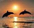 Power point, pps, gratis. Fauna Marina