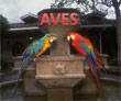 Power point, pps, gratis. Aves