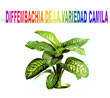 Power point, pps, gratis. Diffembachia de la variedad Camila