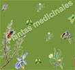 Power point, pps, gratis. Plantas Medicinales