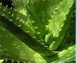 Power point, pps, gratis. Aloe Vera