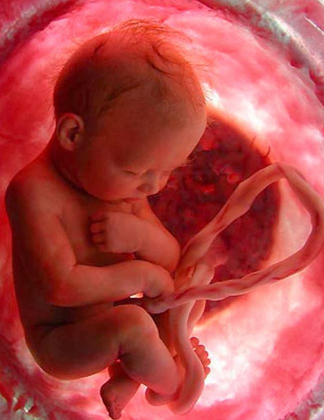 Cómo respira el feto