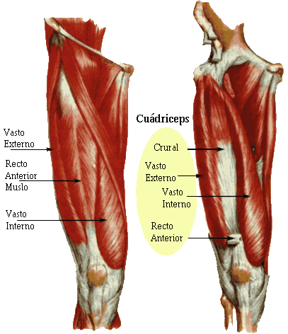 Ejercicios para los Cuadriceps. Ejercicio en el embarazo