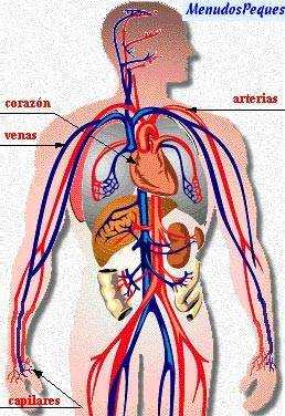 Ejercicios Circulatorios. Ejercicio en el embarazo