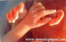 embrion de 20 semanas, 21ª a 22ª semana de embarazo