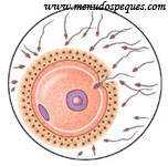 La fecundacion, los espermatozoides intentan entrar al ovulo