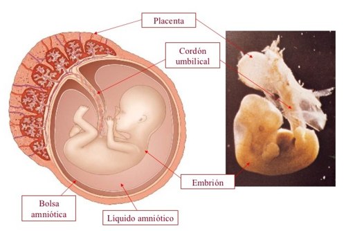 placenta funciones