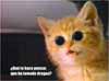 Gato yonki fumado de mariguana