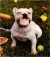 perro sonriente muy gracioso