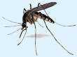 mosquito, el terror del verano, te ayudamos a evitarlos