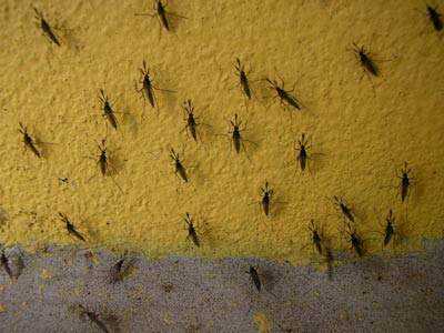 el color amarillo atrae a los mosquitos