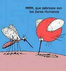 mosquito picando y chupando sangre