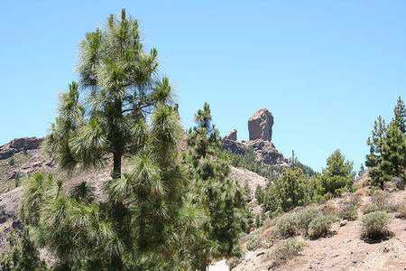 El Pino Canario (Pinus canariensis). Canary Island. Islas canarias