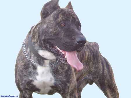 presa canario