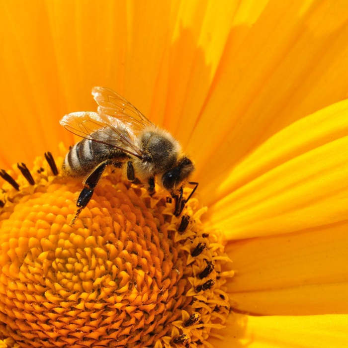 abeja en flor, poesías sobre abejas