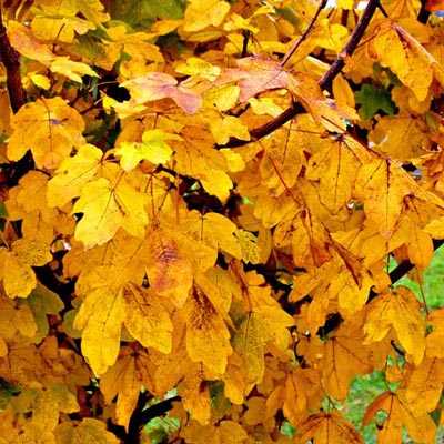 Cuentos Infantiles Sobre El Oto&ntilde;o