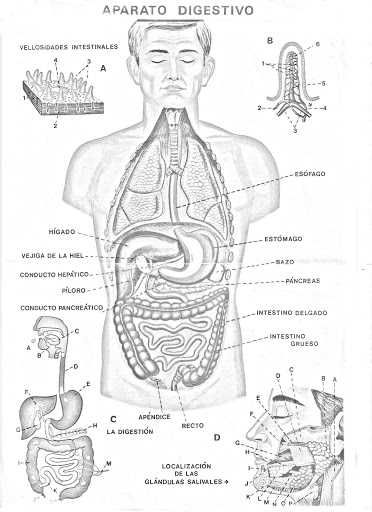 El Aparato Digestivo - El Cuerpo Humano