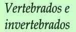 animales vertebrados, animales invertebrados