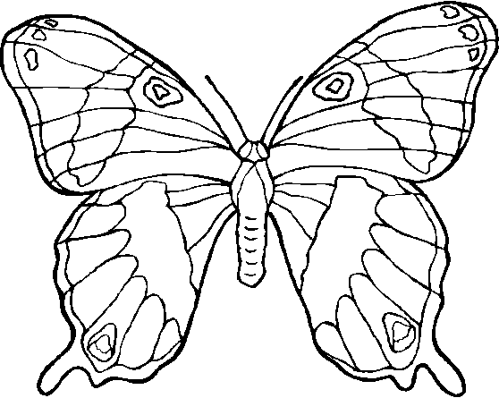 Colorear dibujo Mariposa
