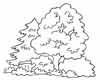 arbol