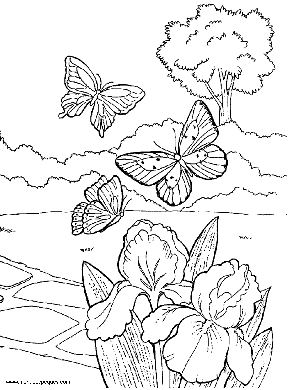 lamina para colorear de la Primavera mariposas volando