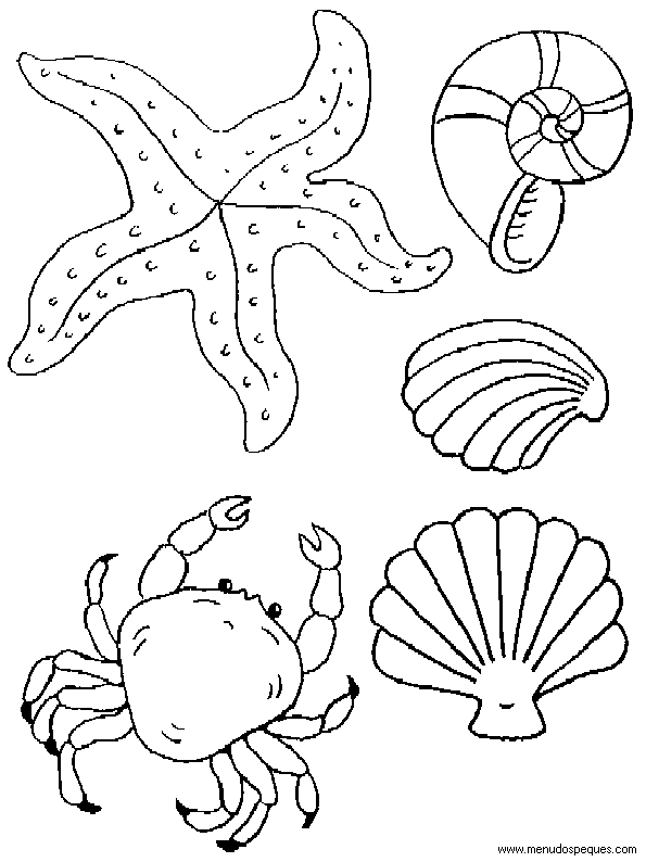 lamina para colorear del Verano. Conchas Marinas, Caracolas y Moluscos Marinos