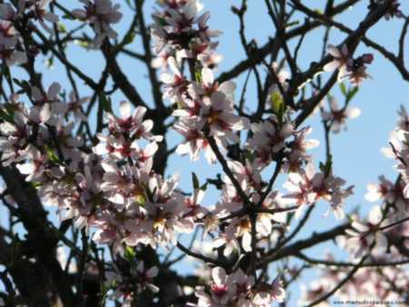 imagen gratis fotografia de la primavera