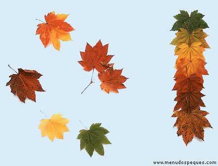 arboles y hojas secas del otoño