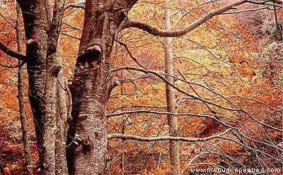 arboles y hojas secas del otoño
