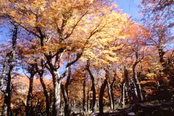 frutos secos para otoño