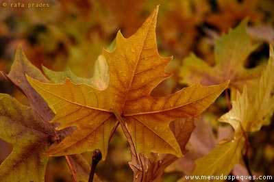 frutos secos para otoño