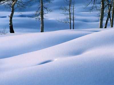 paisaje nevado con arboles frios