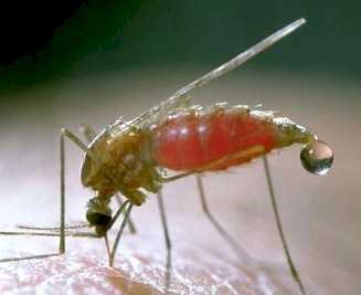 Prevenir el Paludismo. Mosquito picando a una persona