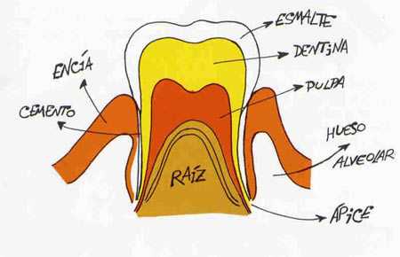 El diente está formado por esmalte, dentina, cemento y pulpa.