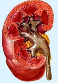 Cáncer de riñones: Todos los ingredientes dañinos del tabaco, que pasan al cuerpo cuando esté se fuma, son eliminados a través de la orina