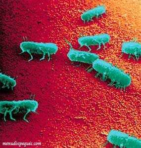 bacteria de la salmonela, salmonella