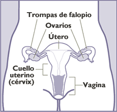 Cáncer de útero: Este cáncer, de lento crecimiento, es muy común en mujeres entre los 55 a 60 años. El fumar, incrementa en gran medida el riesgo. 31 de Mayo, día sin tabaco