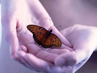 mariposa en manos