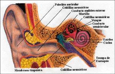Oido humano, timpano, celdillas, martillo, conducto auditivo, estribo coclea, conducto semicircular, membrana timpanica, trompa de eustaquio, pabellon auditivo