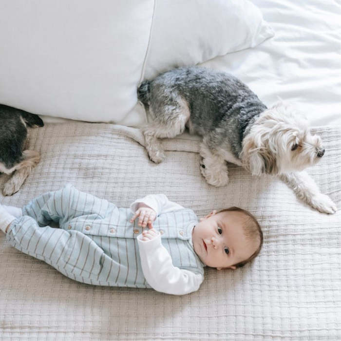 cómo preparar al perro para la llegada del bebé, cómo presentar al perro al bebé de manera segura