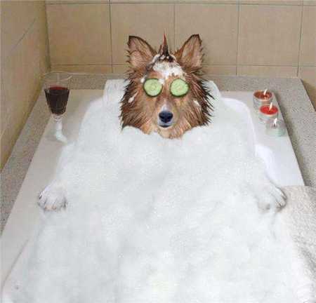 perro-relax