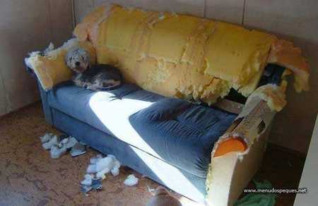 perros en casa