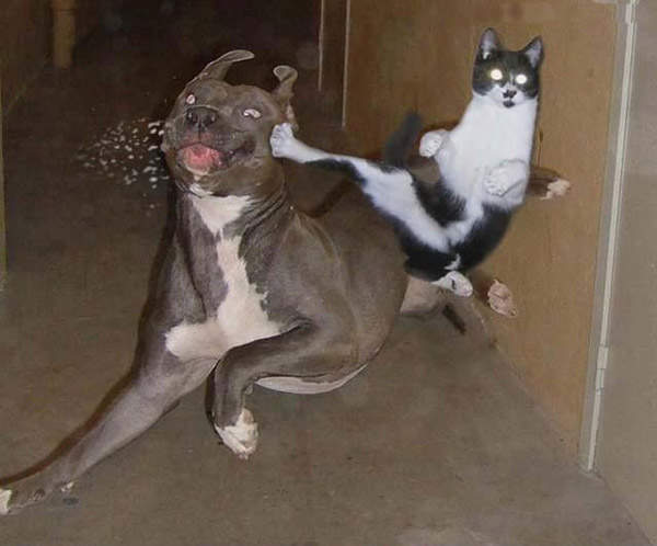 fotos-graciosas-de-gatos-ninja
