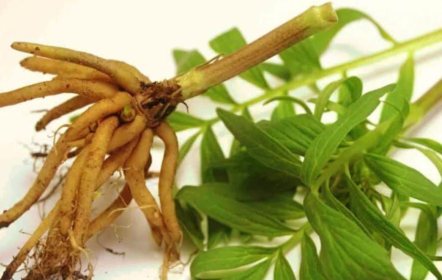 beneficios valeriana