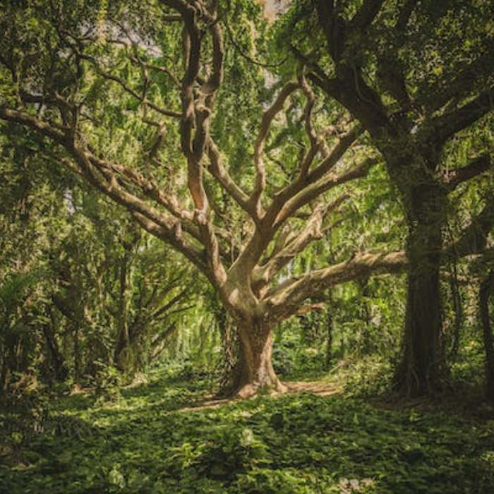 Bosques, naturaleza, poesías, poemas, día de los bosques