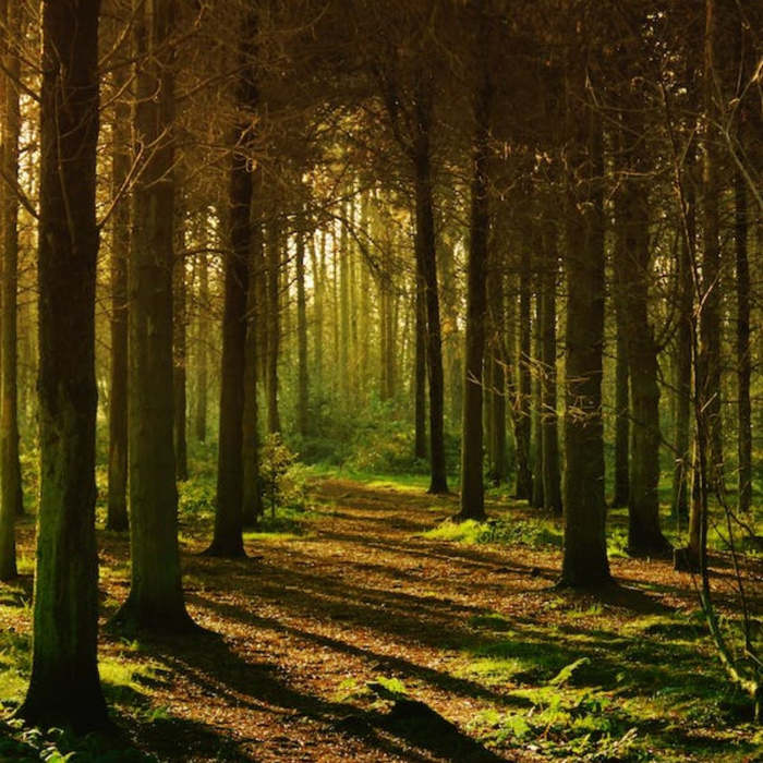 Bosques, naturaleza, poesías, poemas, día de los bosques
